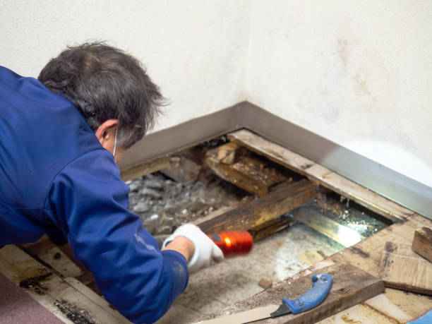 Best Mold Remediation for Specific Building Types in Mayer, MN