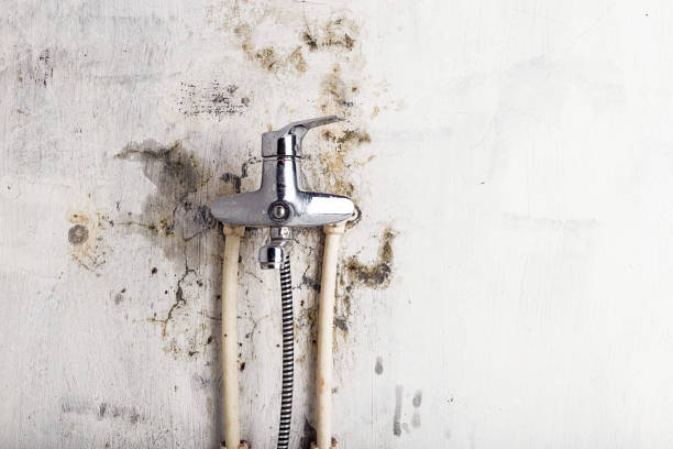 Best Localized Mold Remediation (e.g., coastal areas, humid climates) in Mayer, MN