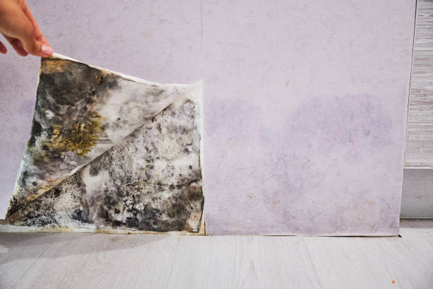 Best Residential Mold Remediation in Mayer, MN
